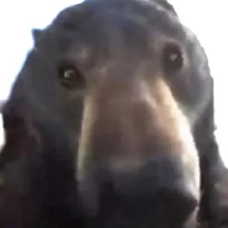 Sticker 👀 BearMeme