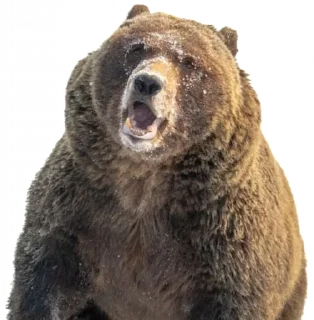 Telegram sticker 😃 BearMeme
