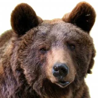 Telegram sticker ❔ BearMeme