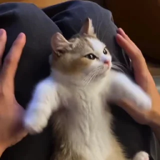 Video sticker ☺️ Cats 👉 @fixfox