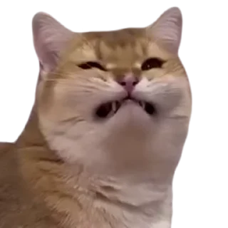 Video sticker 😃 Cats 👉 @fixfox