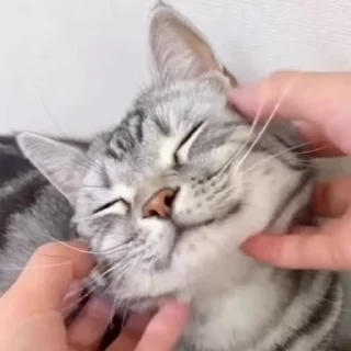 Video sticker 🤗 Cats @fixfox