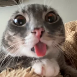 Video sticker 😛 Cats @fixfox