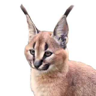 Video sticker 😇 Cats 👉 @fixfox