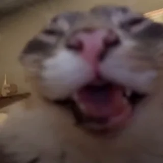 Video sticker 🤣 Cats @fixfox
