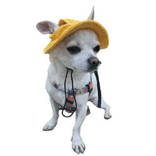 Телеграм стикер 🎩 Ponchik