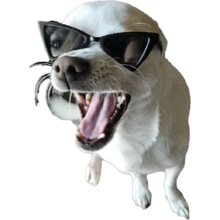 Телеграм стикер 😎 Ponchik