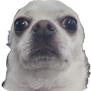 Телеграм стикер 🫡 Ponchik