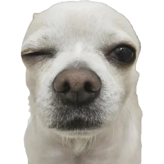 Video sticker 😉 Ponchik