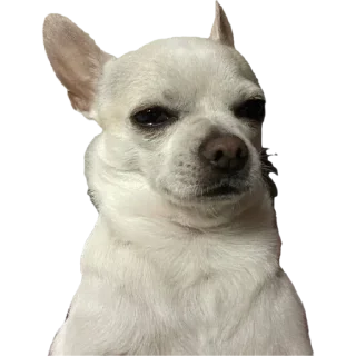 Sticker 🤨 Ponchik