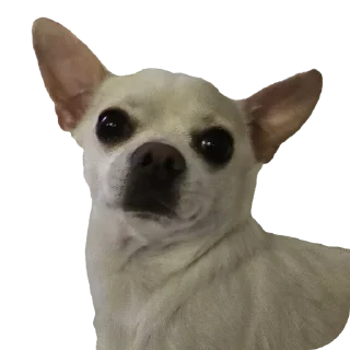 Telegram sticker 😳 Ponchik