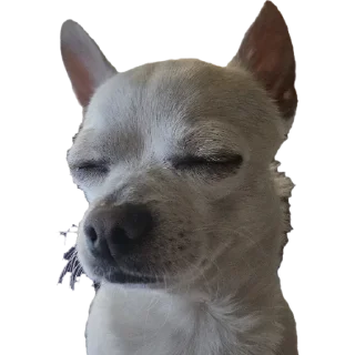 Телеграм стикер 😴 Ponchik