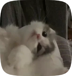 Video sticker 😒 @EtherealSongs ❄️