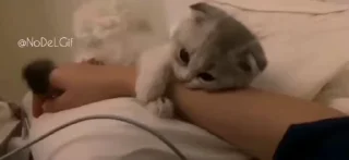 Video sticker 🐈‍⬛ @EtherealSongs ❄️