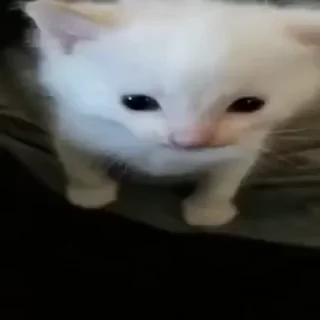 Video sticker 😜 крутые гифки точка ру