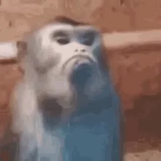 Video sticker 🐵 1stickers by verochkaaaa — @stckrRobot
