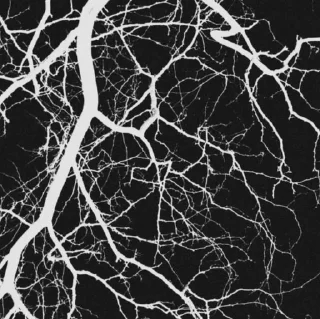 Telegram sticker 🖤 🕸