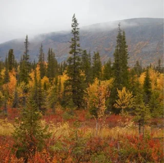 Telegram sticker 🖤 🕸