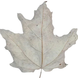 Telegram sticker 🖤 🕸