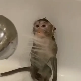 Video sticker 🚿 Наш канал👉 t.me/hata_banana