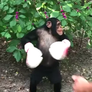 Video sticker 🐵 Наш канал👉 t.me/hata_banana