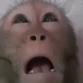 Video sticker 🤤 Наш канал👉 t.me/hata_banana