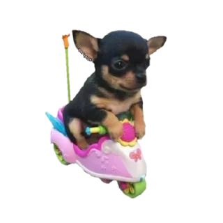 Telegram sticker 🚶‍♀ @Sigilo_packs Aleatórios 2 😛