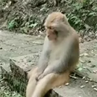 Video sticker 🐵 stizzy 3