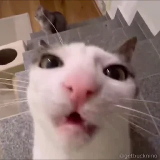 Video sticker 🤤 Не заходи сюда👉🏻 @sozdsti_bot