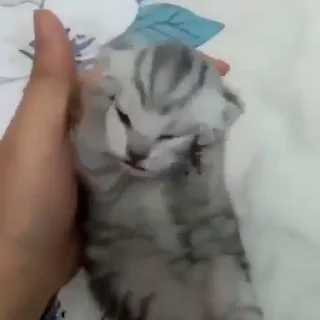 Video sticker 😱 Не заходи сюда👉🏻 @sozdsti_bot