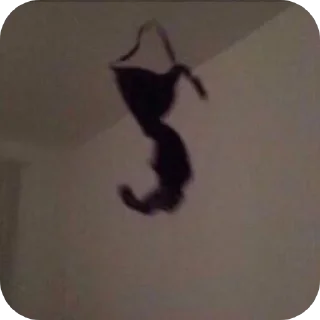 Video sticker 🐱 👁👅👁