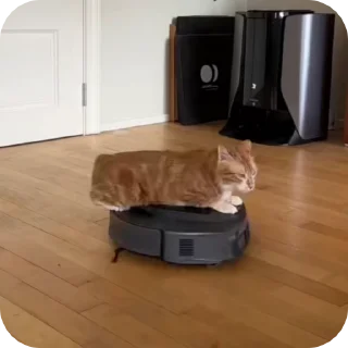 Video sticker 😜 Doudou :: @fStikBot