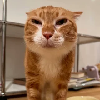 Video sticker 🤨 Doudou :: @fStikBot