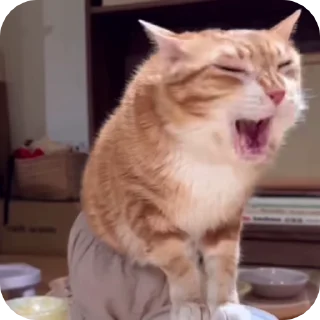 Video sticker 🤯 Doudou :: @fStikBot