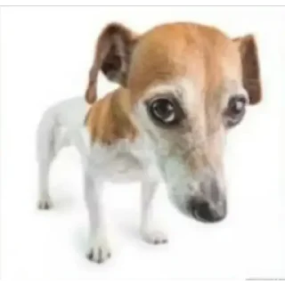 Video sticker 🐕 ME LLEVA LA VERGA • CROSS
