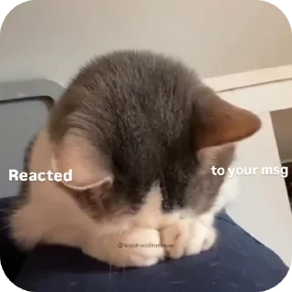 Video sticker 🐱 Hululu