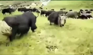 Video sticker 🌟 GEEKUNIT