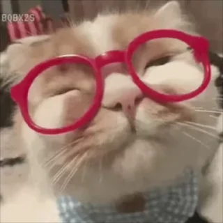 Video sticker 🌟 သခင်လေးHENAOအပိုင်