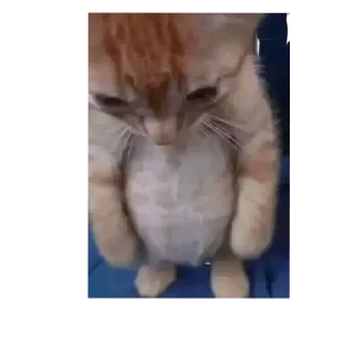 Telegram sticker 👄 Las personales de moon