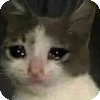 Video sticker 🐱 Las personales de moon