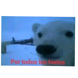 Video sticker 🐻 Las personales de moon