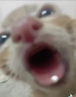 Video sticker 🧎‍♀️ sphh