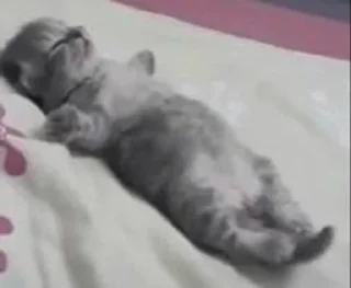 Telegram sticker 🐱 sphh