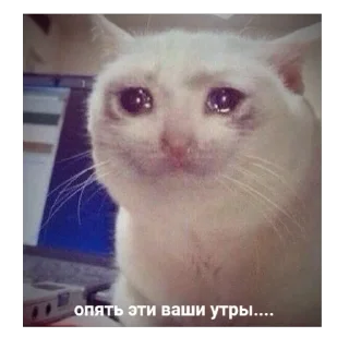 Telegram sticker 🫥 sphh