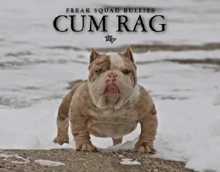 Telegram sticker 🌟 PITBULL SOL :: @fStikBot