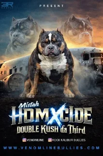 Telegram sticker 🌟 PITBULL SOL :: @fStikBot