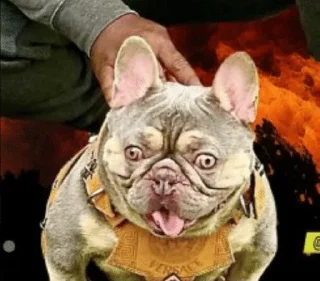 Telegram sticker 🌟 PITBULL SOL :: @fStikBot