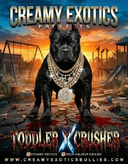 Telegram sticker 🌟 PITBULL SOL :: @fStikBot