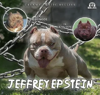 Video sticker 🌟 PITBULL SOL :: @fStikBot