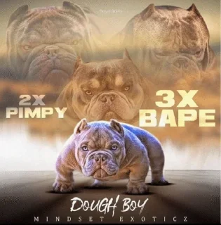 Sticker 🌟 PITBULL SOL :: @fStikBot